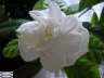 Gardenia-060730