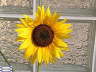 Sunflower1